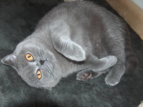 British Shorthair IC DK*Baaswell's Nicol - Hun er nu en rigtig charmetrold :o) billede 14