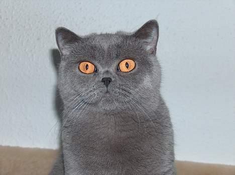 British Shorthair IC DK*Baaswell's Nicol - Tumle nov. 2006 og nu 3 år gammel (30. juli) billede 15