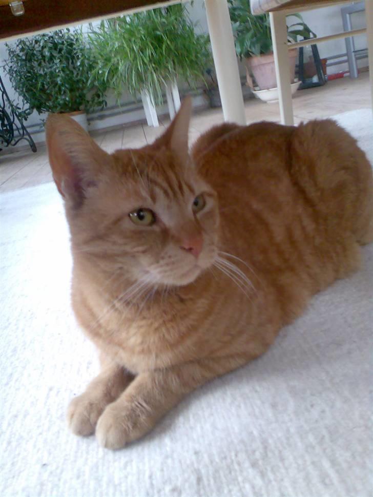 Huskat Elvis billede 12