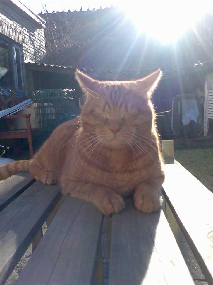 Huskat Elvis billede 16