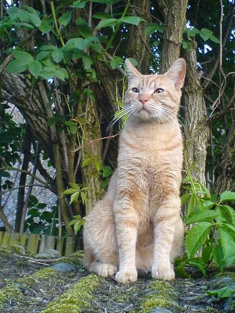 Huskat Elvis billede 17
