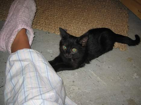 Huskat Miv billede 6