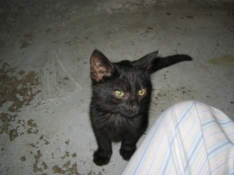 Huskat Miv billede 7