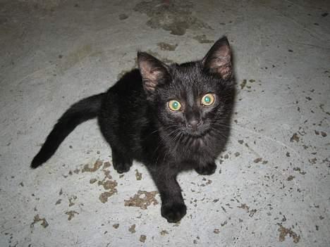 Huskat Miv billede 8