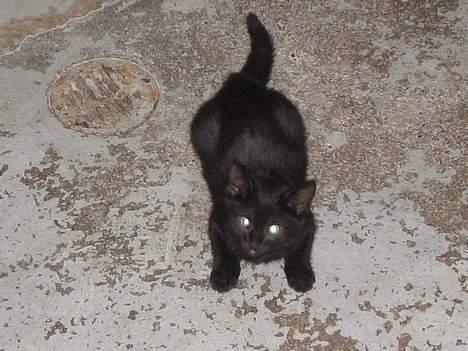 Huskat Miv billede 9