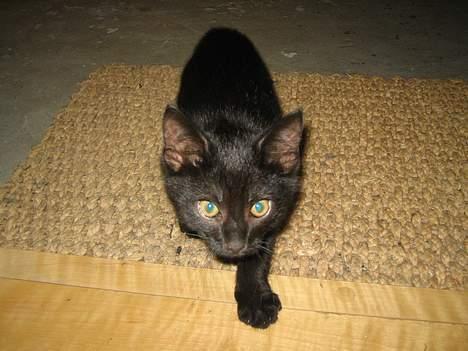 Huskat Miv billede 10