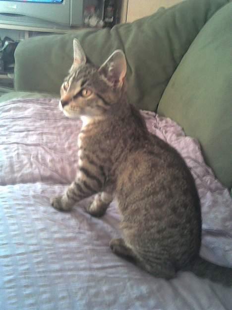 Europé Miss Molly ***R.I.P*** - 6 måneder gammel billede 15