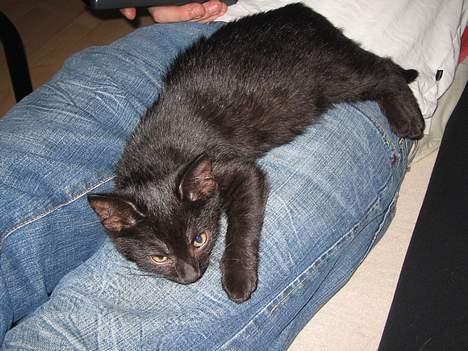 Huskat Miv billede 11