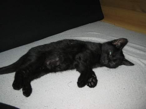 Huskat Miv billede 12