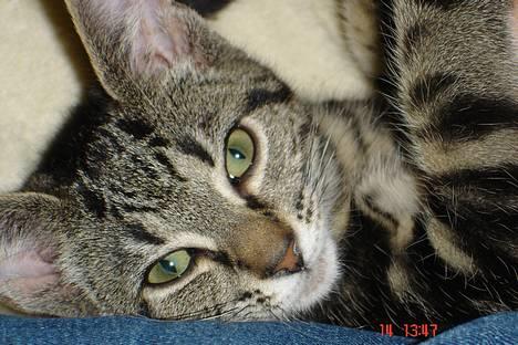 Huskat Bago - taget i april måned 2006 billede 1