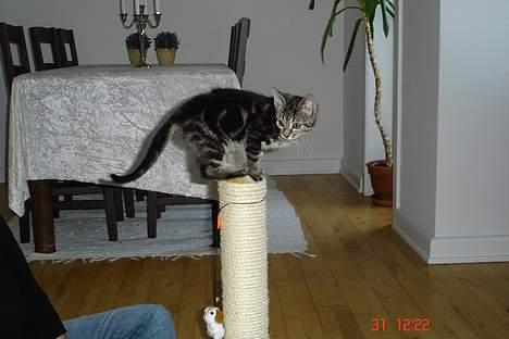 Huskat Bago - da vi lige havde fået ham billede 2