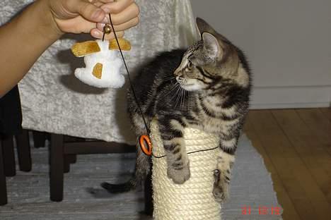 Huskat Bago - Da vi lige havde fået ham hjem ca 13 uger billede 3