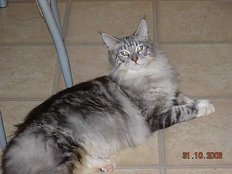 Maine Coon DK coon Vally`s Alaska - uh hvorfor kigger du på mig?! billede 12