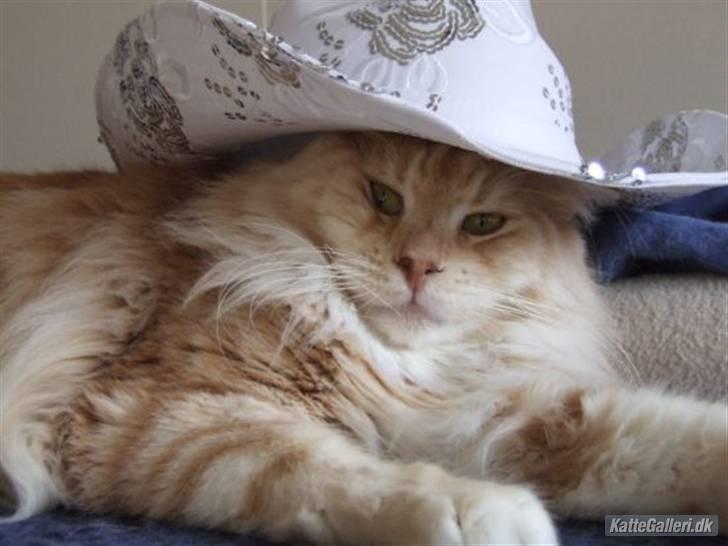 Maine Coon Sean Connery..Samie - Min flotte cowboy dreng... billede 15