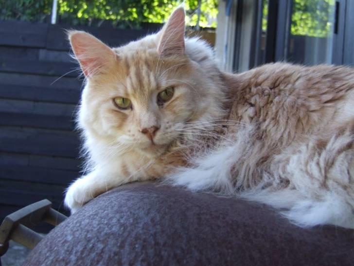 Maine Coon Sean Connery..Samie - Ser jeg ikke bare mild og dejlig ud. billede 16