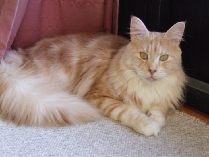 Maine Coon Sean Connery..Samie billede 17