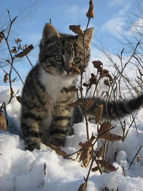 Huskat † Hegnsholt's Simba <3 † - Simba sidder i vores kæmpe-hæk. Der var en god udsigt, syntes den bette (: billede 19