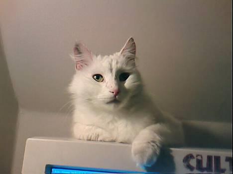 Tyrkisk Van Oliver billede 5