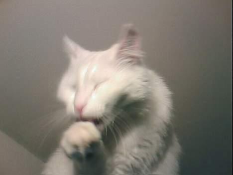 Tyrkisk Van Oliver billede 6