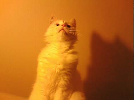 Tyrkisk Van Oliver billede 7