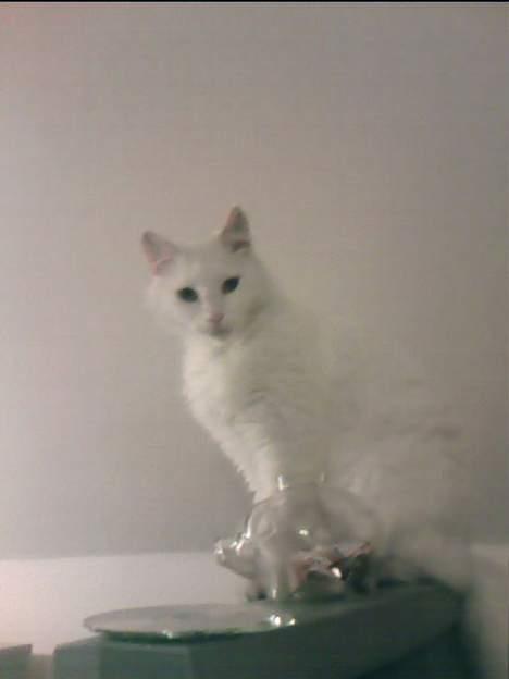 Tyrkisk Van Oliver billede 8