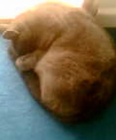 Blanding af racer Buller q: - nurh´ ligger sødt ? :) billede 8