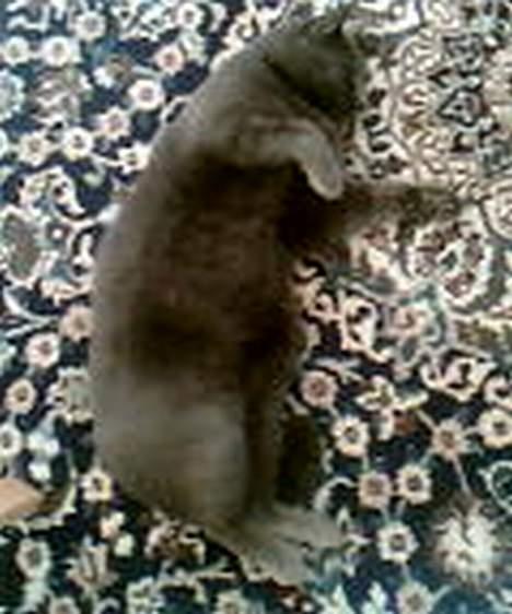 Blanding af racer Buller q: - Min modelmis´ <3 billede 9