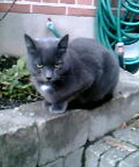 Blanding af racer Buller q: - Min modelmis´ <3 billede 10