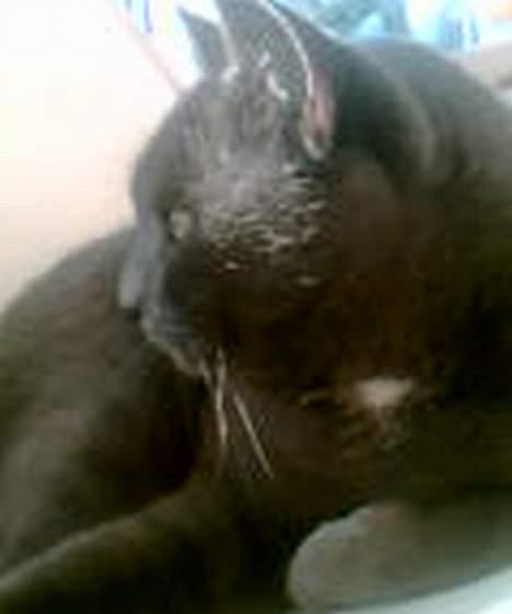 Blanding af racer Buller q: - Min modelmis´ <3 billede 11