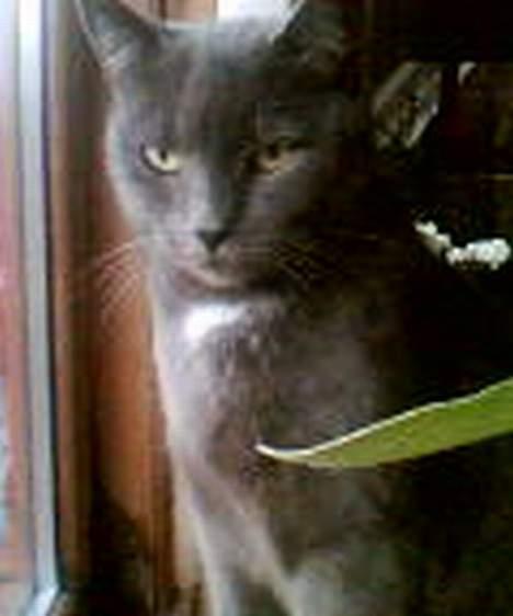 Blanding af racer Buller q: - Min modelmis´ <3 billede 12