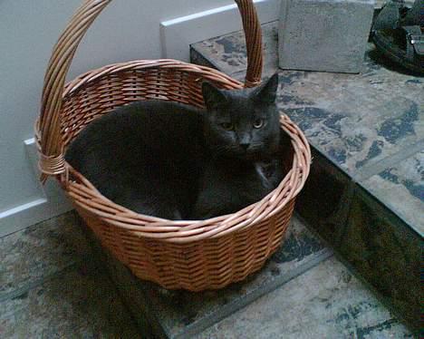 Blanding af racer Buller q: - Min modelmis´ <3 billede 13