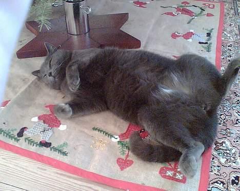 Blanding af racer Buller q: - Normal stilling af Bullers xD billede 14