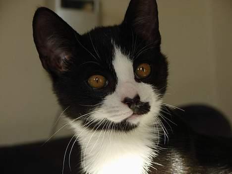 Huskat Kitler - What´s crackin´ homie? billede 13