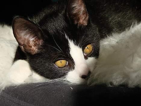 Huskat Kitler - En lille solstråle billede 14