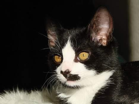 Huskat Kitler - Hvad sker der med dig? billede 16