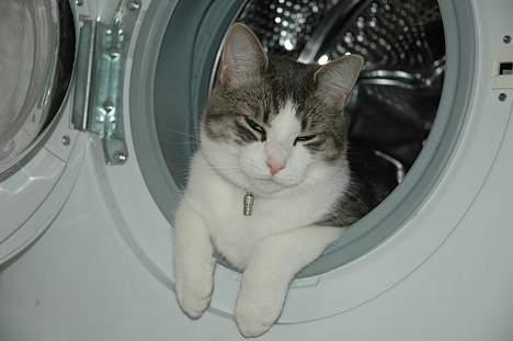 Huskat Fut billede 11