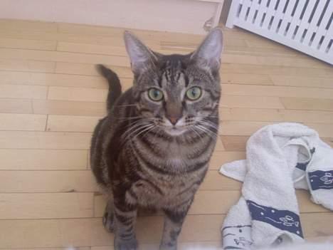 Huskat Bago - ´taget  den 30 august 20006 billede 4