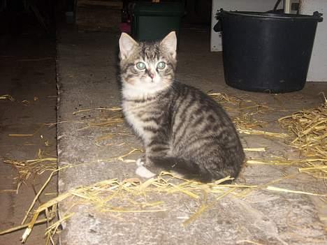 Huskat Buster <333 - Lille Buster. Nårh billede 1