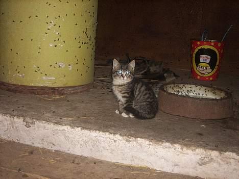 Huskat Buster <333 billede 2