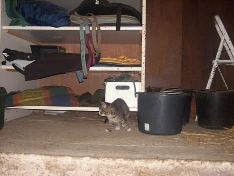 Huskat Buster <333 billede 3