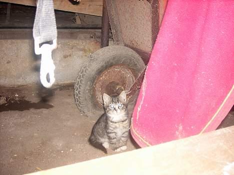 Huskat Buster <333 billede 4