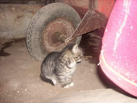 Huskat Buster <333 billede 5