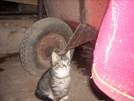 Huskat Buster <333 billede 6