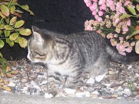 Huskat Buster <333 billede 8