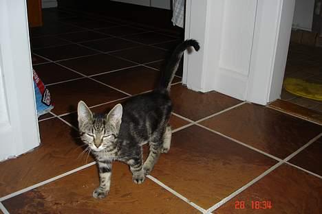 Huskat Bago billede 5