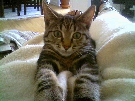 Huskat Bago - se hvor laaang jeg kan blive... billede 6