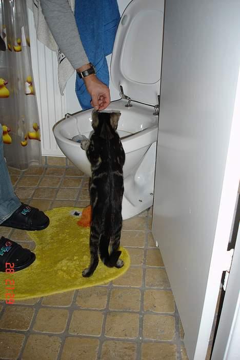 Huskat Bago - hmm skyller du ud snart......!!!! billede 7