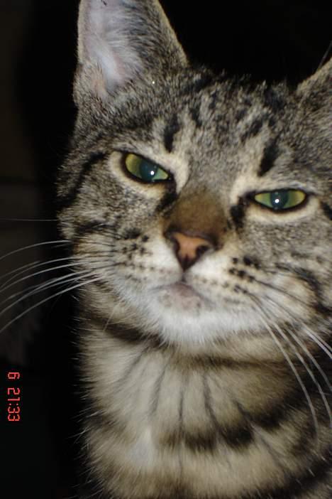 Huskat Bago billede 8