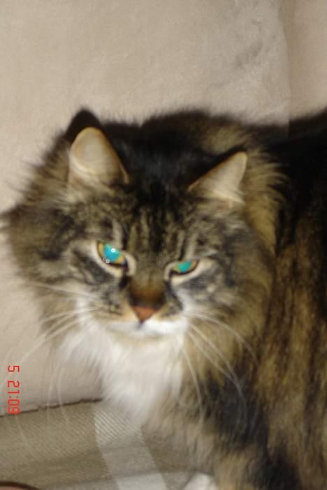 Huskat Bago - cookie som tilhører mine forældre.. er en meget sær kat.. hun er knap 4 år.. og er meget kræsen--  når hun får noget mad hun ik kan lide.. -skraber hun i mad skålen.!!... billede 9