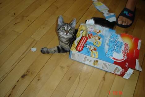 Huskat Bago - tja hvad skal man sige....- elsker at gemme sig!!! billede 10